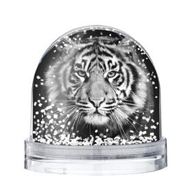 Снежный шар с принтом Красавец тигр в Курске, Пластик | Изображение внутри шара печатается на глянцевой фотобумаге с двух сторон | джунгли | дикая кошка | животные | зверь | король | кровь | мясо | опасность | охотник | тигр | хищник | царь | цирк