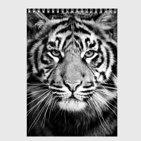 Скетчбук с принтом Красавец тигр в Курске, 100% бумага
 | 48 листов, плотность листов — 100 г/м2, плотность картонной обложки — 250 г/м2. Листы скреплены сверху удобной пружинной спиралью | Тематика изображения на принте: джунгли | дикая кошка | животные | зверь | король | кровь | мясо | опасность | охотник | тигр | хищник | царь | цирк