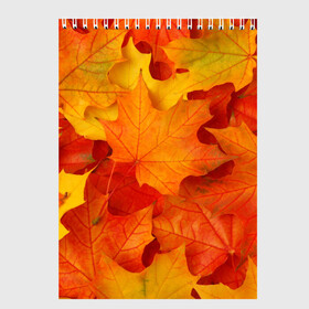 Скетчбук с принтом Кленовые листья в Курске, 100% бумага
 | 48 листов, плотность листов — 100 г/м2, плотность картонной обложки — 250 г/м2. Листы скреплены сверху удобной пружинной спиралью | дары осени | жёлтый | золотой | клён | краски | красный | красота | листва | листья | наряд | оранжевый | осень | покров | природа