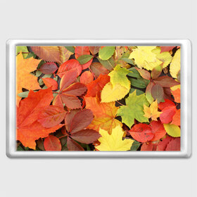 Магнит 45*70 с принтом Осенние листья в Курске, Пластик | Размер: 78*52 мм; Размер печати: 70*45 | жёлтый | красный | листва | оранжевый | осень