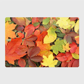 Магнитный плакат 3Х2 с принтом Осенние листья в Курске, Полимерный материал с магнитным слоем | 6 деталей размером 9*9 см | жёлтый | красный | листва | оранжевый | осень