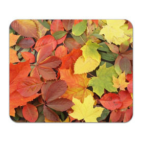 Коврик прямоугольный с принтом Осенние листья в Курске, натуральный каучук | размер 230 х 185 мм; запечатка лицевой стороны | жёлтый | красный | листва | оранжевый | осень