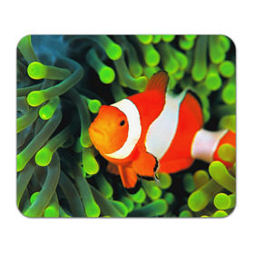 Коврик прямоугольный с принтом Рыба клоун в Курске, натуральный каучук | размер 230 х 185 мм; запечатка лицевой стороны | клоун | коралл | немо | океан | цветная