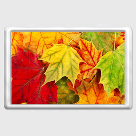 Магнит 45*70 с принтом Кленовые листья в Курске, Пластик | Размер: 78*52 мм; Размер печати: 70*45 | жёлтый | зелёный | красный | листва | оранжевый | осень