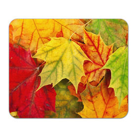 Коврик прямоугольный с принтом Кленовые листья в Курске, натуральный каучук | размер 230 х 185 мм; запечатка лицевой стороны | жёлтый | зелёный | красный | листва | оранжевый | осень