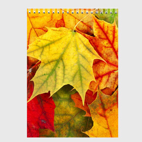 Скетчбук с принтом Кленовые листья в Курске, 100% бумага
 | 48 листов, плотность листов — 100 г/м2, плотность картонной обложки — 250 г/м2. Листы скреплены сверху удобной пружинной спиралью | жёлтый | зелёный | красный | листва | оранжевый | осень