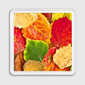 Магнит 55*55 с принтом Осень в Курске, Пластик | Размер: 65*65 мм; Размер печати: 55*55 мм | берёза | дары осени | жёлтый | зелёный | золотой | краски | красный | красота | листва | листья | наряд | оранжевый | осень | осина | покров | природа