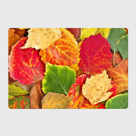 Магнитный плакат 3Х2 с принтом Осень в Курске, Полимерный материал с магнитным слоем | 6 деталей размером 9*9 см | берёза | дары осени | жёлтый | зелёный | золотой | краски | красный | красота | листва | листья | наряд | оранжевый | осень | осина | покров | природа