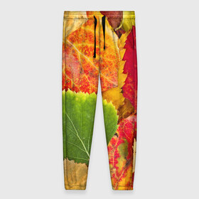 Женские брюки 3D с принтом Осень в Курске, полиэстер 100% | прямой крой, два кармана без застежек по бокам, с мягкой трикотажной резинкой на поясе и по низу штанин. В поясе для дополнительного комфорта — широкие завязки | берёза | дары осени | жёлтый | зелёный | золотой | краски | красный | красота | листва | листья | наряд | оранжевый | осень | осина | покров | природа