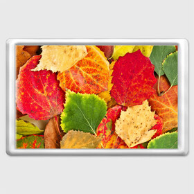 Магнит 45*70 с принтом Осень в Курске, Пластик | Размер: 78*52 мм; Размер печати: 70*45 | берёза | дары осени | жёлтый | зелёный | золотой | краски | красный | красота | листва | листья | наряд | оранжевый | осень | осина | покров | природа