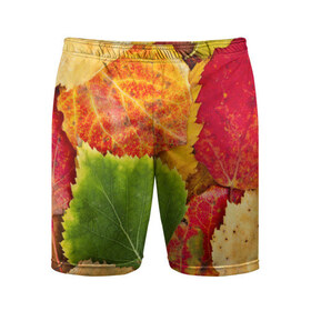 Мужские шорты 3D спортивные с принтом Осень в Курске,  |  | берёза | дары осени | жёлтый | зелёный | золотой | краски | красный | красота | листва | листья | наряд | оранжевый | осень | осина | покров | природа