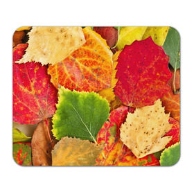 Коврик прямоугольный с принтом Осень в Курске, натуральный каучук | размер 230 х 185 мм; запечатка лицевой стороны | Тематика изображения на принте: берёза | дары осени | жёлтый | зелёный | золотой | краски | красный | красота | листва | листья | наряд | оранжевый | осень | осина | покров | природа