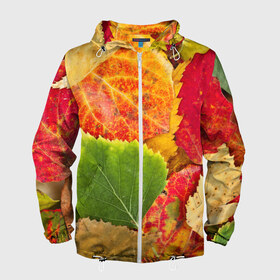 Мужская ветровка 3D с принтом Осень в Курске, 100% полиэстер | подол и капюшон оформлены резинкой с фиксаторами, два кармана без застежек по бокам, один потайной карман на груди | берёза | дары осени | жёлтый | зелёный | золотой | краски | красный | красота | листва | листья | наряд | оранжевый | осень | осина | покров | природа