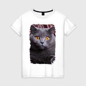 Женская футболка хлопок с принтом Кот в шоке в Курске, 100% хлопок | прямой крой, круглый вырез горловины, длина до линии бедер, слегка спущенное плечо | 