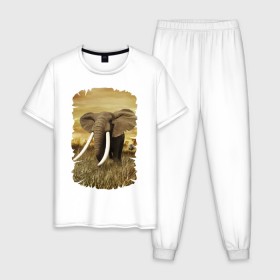 Мужская пижама хлопок с принтом Могучий слон в Курске, 100% хлопок | брюки и футболка прямого кроя, без карманов, на брюках мягкая резинка на поясе и по низу штанин
 | elephant | африка | бивни | джунгли | мамонт | савана | сафари | слон | хобот