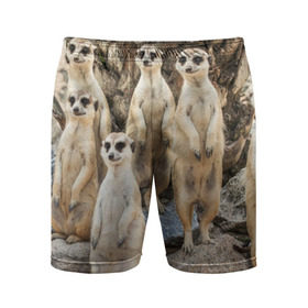 Мужские шорты 3D спортивные с принтом Сурикаты в Курске,  |  | животное | зверёк | калахари | мангуст | млекопитающее | сурикат | южная африка