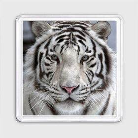 Магнит 55*55 с принтом Бенгальский тигр в Курске, Пластик | Размер: 65*65 мм; Размер печати: 55*55 мм | Тематика изображения на принте: tiger | белый | дикая кошка | тигр | хищник