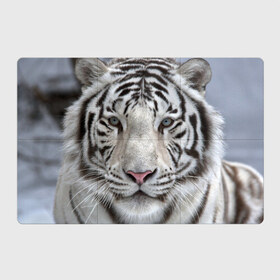 Магнитный плакат 3Х2 с принтом Бенгальский тигр в Курске, Полимерный материал с магнитным слоем | 6 деталей размером 9*9 см | tiger | белый | дикая кошка | тигр | хищник