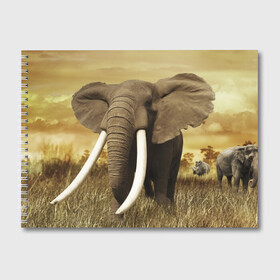 Альбом для рисования с принтом Могучий слон в Курске, 100% бумага
 | матовая бумага, плотность 200 мг. | elephant | африка | бивни | джунгли | мамонт | савана | сафари | слон | хобот