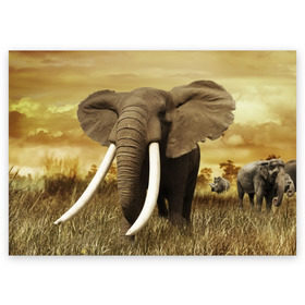 Поздравительная открытка с принтом Могучий слон в Курске, 100% бумага | плотность бумаги 280 г/м2, матовая, на обратной стороне линовка и место для марки
 | elephant | африка | бивни | джунгли | мамонт | савана | сафари | слон | хобот
