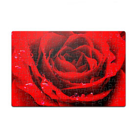 Пазл магнитный 126 элементов с принтом Роза в Курске, полимерный материал с магнитным слоем | 126 деталей, размер изделия —  180*270 мм | Тематика изображения на принте: роза | розовая | розы | романтика | цветы