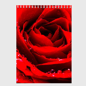 Скетчбук с принтом Роза в Курске, 100% бумага
 | 48 листов, плотность листов — 100 г/м2, плотность картонной обложки — 250 г/м2. Листы скреплены сверху удобной пружинной спиралью | роза | розовая | розы | романтика | цветы