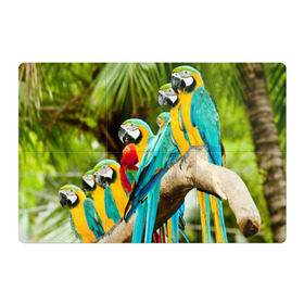 Магнитный плакат 3Х2 с принтом Попугаи на ветке в Курске, Полимерный материал с магнитным слоем | 6 деталей размером 9*9 см | Тематика изображения на принте: джунгли | клюв | острова | перья | попугай | птица | тропики | экзотика