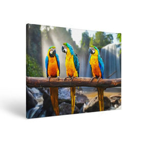 Холст прямоугольный с принтом Экзотические попугаи в Курске, 100% ПВХ |  | Тематика изображения на принте: джунгли | клюв | острова | перья | попугай | птица | тропики | экзотика