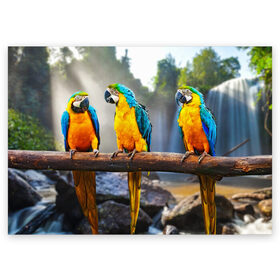 Поздравительная открытка с принтом Экзотические попугаи в Курске, 100% бумага | плотность бумаги 280 г/м2, матовая, на обратной стороне линовка и место для марки
 | джунгли | клюв | острова | перья | попугай | птица | тропики | экзотика