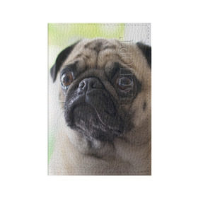 Обложка для паспорта матовая кожа с принтом Мопс в Курске, натуральная матовая кожа | размер 19,3 х 13,7 см; прозрачные пластиковые крепления | Тематика изображения на принте: мопс | мопсы | собака | собаки