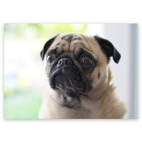 Поздравительная открытка с принтом Мопс в Курске, 100% бумага | плотность бумаги 280 г/м2, матовая, на обратной стороне линовка и место для марки
 | мопс | мопсы | собака | собаки