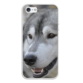 Чехол для iPhone 5/5S матовый с принтом Хаски в Курске, Силикон | Область печати: задняя сторона чехла, без боковых панелей | собака | собаки | хаски