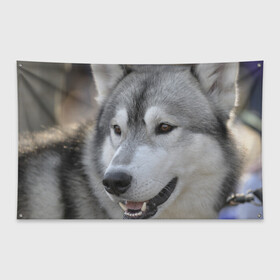 Флаг-баннер с принтом Хаски в Курске, 100% полиэстер | размер 67 х 109 см, плотность ткани — 95 г/м2; по краям флага есть четыре люверса для крепления | собака | собаки | хаски