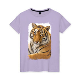 Женская футболка хлопок с принтом Тигр (retro style) в Курске, 100% хлопок | прямой крой, круглый вырез горловины, длина до линии бедер, слегка спущенное плечо | tiger | дикая кошка | тигр | хищник