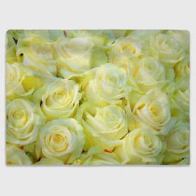 Плед 3D с принтом Белые розы в Курске, 100% полиэстер | закругленные углы, все края обработаны. Ткань не мнется и не растягивается | лепесток | природа | роза | цветок | яркая