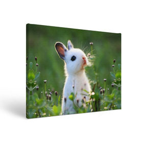 Холст прямоугольный с принтом Кролик в Курске, 100% ПВХ |  | Тематика изображения на принте: animal | baby | cute | flowers | fluffy | hare | lawn | little | meadow | rabbit | животное | заяц | кролик | луг | лужайка | маленький | малыш | милый | пушистый | цветы