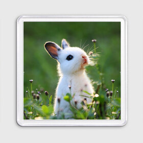 Магнит 55*55 с принтом Кролик в Курске, Пластик | Размер: 65*65 мм; Размер печати: 55*55 мм | animal | baby | cute | flowers | fluffy | hare | lawn | little | meadow | rabbit | животное | заяц | кролик | луг | лужайка | маленький | малыш | милый | пушистый | цветы