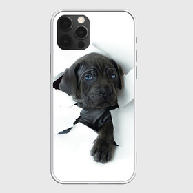Чехол для iPhone 12 Pro Max с принтом щенок Кане Корсо в Курске, Силикон |  | Тематика изображения на принте: animal | black | break | breed | dog | kid | paper | puppy | tear | torn | дог | животное | малыш | порода | прорыв | разрыв | рваная | собака | черный | щенок
