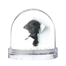 Снежный шар с принтом щенок Кане Корсо в Курске, Пластик | Изображение внутри шара печатается на глянцевой фотобумаге с двух сторон | animal | black | break | breed | dog | kid | paper | puppy | tear | torn | дог | животное | малыш | порода | прорыв | разрыв | рваная | собака | черный | щенок