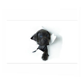 Бумага для упаковки 3D с принтом щенок Кане Корсо в Курске, пластик и полированная сталь | круглая форма, металлическое крепление в виде кольца | Тематика изображения на принте: animal | black | break | breed | dog | kid | paper | puppy | tear | torn | дог | животное | малыш | порода | прорыв | разрыв | рваная | собака | черный | щенок
