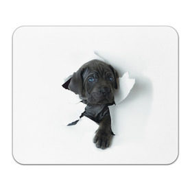 Коврик прямоугольный с принтом щенок Кане Корсо в Курске, натуральный каучук | размер 230 х 185 мм; запечатка лицевой стороны | animal | black | break | breed | dog | kid | paper | puppy | tear | torn | дог | животное | малыш | порода | прорыв | разрыв | рваная | собака | черный | щенок