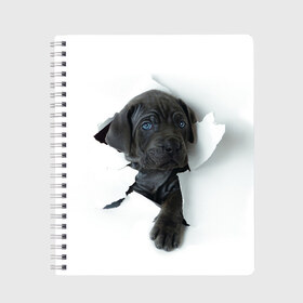 Тетрадь с принтом щенок Кане Корсо в Курске, 100% бумага | 48 листов, плотность листов — 60 г/м2, плотность картонной обложки — 250 г/м2. Листы скреплены сбоку удобной пружинной спиралью. Уголки страниц и обложки скругленные. Цвет линий — светло-серый
 | Тематика изображения на принте: animal | black | break | breed | dog | kid | paper | puppy | tear | torn | дог | животное | малыш | порода | прорыв | разрыв | рваная | собака | черный | щенок