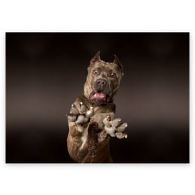 Поздравительная открытка с принтом Кане корсо в Курске, 100% бумага | плотность бумаги 280 г/м2, матовая, на обратной стороне линовка и место для марки
 | animal | breed | brown | dog | fear | jump | legs | throw | бросок | дог | животное | испуг | коричневый | лапы | порода | прыжок | собака