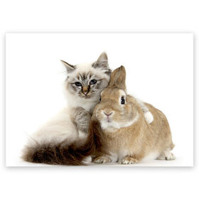 Поздравительная открытка с принтом Кот и кролик в Курске, 100% бумага | плотность бумаги 280 г/м2, матовая, на обратной стороне линовка и место для марки
 | cat | cute | fluffy | friends | friendship | hug | kitty | rabbit | toddlers | дружба | друзья | кот | котенок | кролик | любовь | малыши | милые | обнимаются | пушистые
