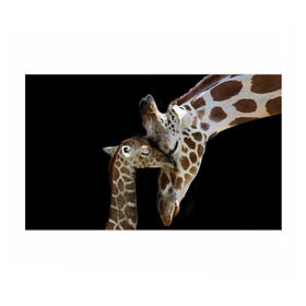 Бумага для упаковки 3D с принтом Жирафы в Курске, пластик и полированная сталь | круглая форма, металлическое крепление в виде кольца | africa | animals | baby | child | family | giraffes | head | mother | африка | головы | животные | жирафы | любовь | малыш | мама | ребенок | семья