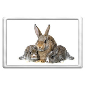 Магнит 45*70 с принтом Кролики в Курске, Пластик | Размер: 78*52 мм; Размер печати: 70*45 | animals | bunnies | cute | eared | family | fluffy | kids | mom | rabbits | животные | зайцы | кролики | малыши | мама | милые | пушистые | семья | ушастые