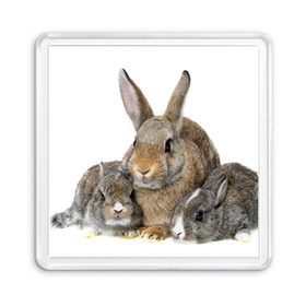 Магнит 55*55 с принтом Кролики в Курске, Пластик | Размер: 65*65 мм; Размер печати: 55*55 мм | animals | bunnies | cute | eared | family | fluffy | kids | mom | rabbits | животные | зайцы | кролики | малыши | мама | милые | пушистые | семья | ушастые