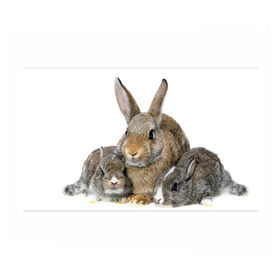 Бумага для упаковки 3D с принтом Кролики в Курске, пластик и полированная сталь | круглая форма, металлическое крепление в виде кольца | animals | bunnies | cute | eared | family | fluffy | kids | mom | rabbits | животные | зайцы | кролики | малыши | мама | милые | пушистые | семья | ушастые