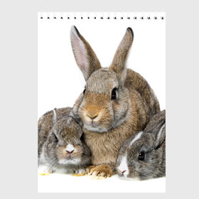 Скетчбук с принтом Кролики в Курске, 100% бумага
 | 48 листов, плотность листов — 100 г/м2, плотность картонной обложки — 250 г/м2. Листы скреплены сверху удобной пружинной спиралью | animals | bunnies | cute | eared | family | fluffy | kids | mom | rabbits | животные | зайцы | кролики | малыши | мама | милые | пушистые | семья | ушастые