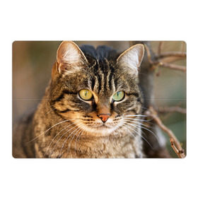 Магнитный плакат 3Х2 с принтом Кот в Курске, Полимерный материал с магнитным слоем | 6 деталей размером 9*9 см | animal | cat | eyes | face | head | kote | mustache | pet | взгляд | глаза | голова | домашнее | животное | кот | котэ | кошка | усы